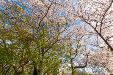 Sakura ağacı dalı mavi gökyüzü karşı parkta tam çiçeklenme