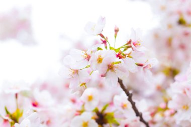 Güzel Japon kiraz çiçeği sakura yakın çekim 