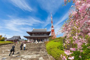 Zojoji Temple TOKİ ile çiçeklenme sakura çiçek kiraz çiçek