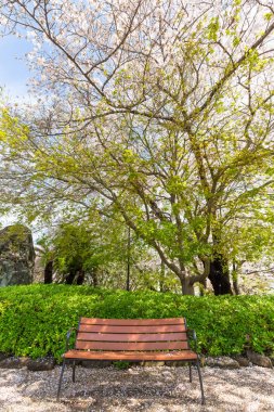 Sakura ağacı bahçede Park bankında