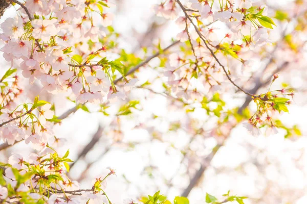 Schöne Sakura Blume blühende Blüte — Stockfoto