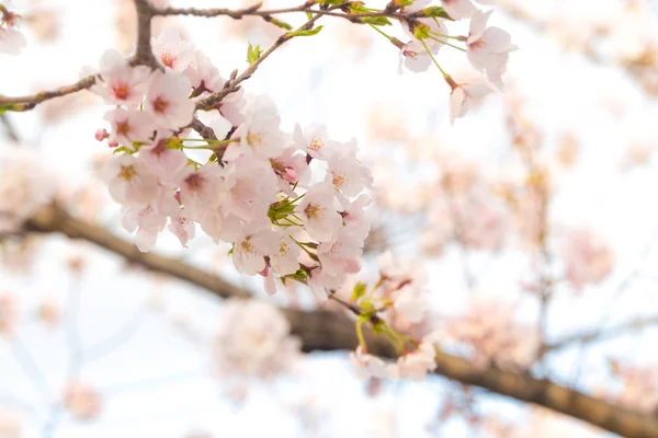 Beautiful sakura flower blooming blossom — Stock Photo, Image