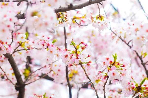 Schöne japanische Kirschblüte Sakura aus nächster Nähe — Stockfoto