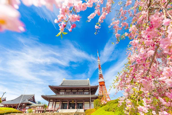 Virágzó sakura cseresznye virág a Zojoji temple, Szilvia — Stock Fotó