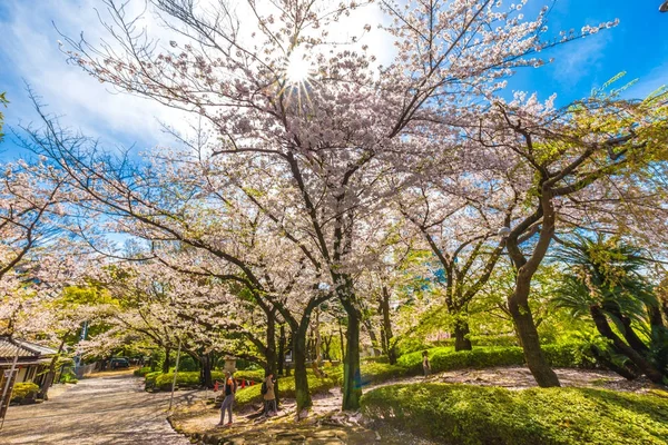 Sakura цвітіння в саду з шлях — стокове фото