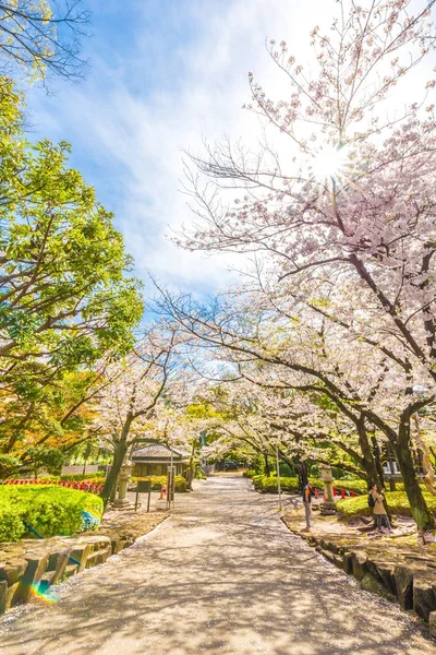 Sakura άνθος σε κήπο με μονοπάτι — Φωτογραφία Αρχείου