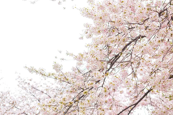 Цветение сакуры на ветвях деревьев — стоковое фото