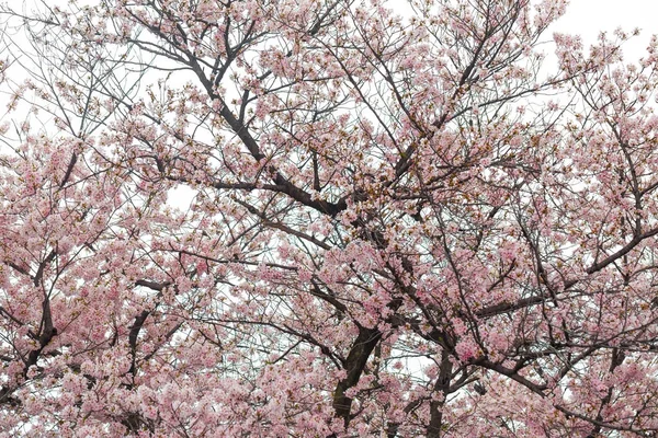 Цветение сакуры на ветвях деревьев — стоковое фото