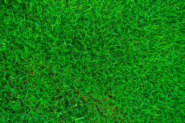 Yeşil çim arazi doku