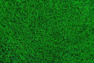 Doğa yeşil çim arka plan