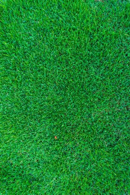 Yeşil çim arazi doku
