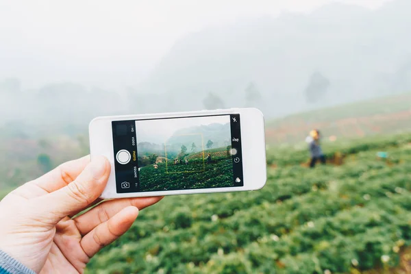 Smartphone en la mano para tomar la foto de la plantación de fresas — Foto de Stock