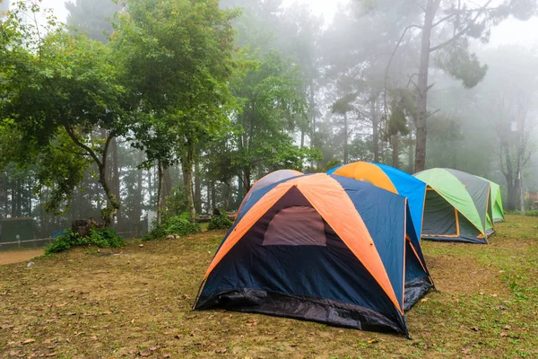 Camping in pine forest with fog in morning — Stock Photo, Image
