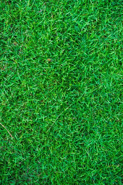자연 그린 잔디 배경 — 스톡 사진