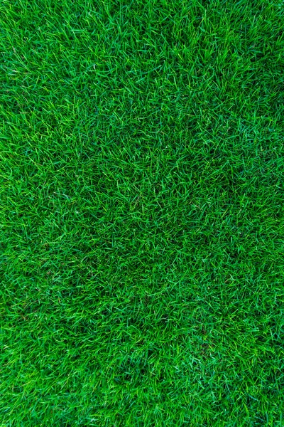 Natur grünes Gras Hintergrund — Stockfoto