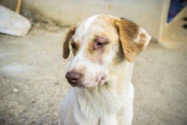 Geleneksel Tay yalnız köpek açık
