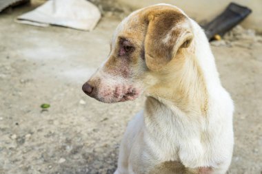 Geleneksel Tay yalnız köpek açık
