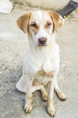 Geleneksel Tay yalnız köpek açık