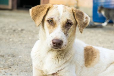 Geleneksel Tay yalnız köpek açık