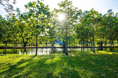 Ağaç ve çayır ile doğa parkı yeşil çim