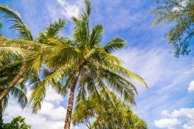 Hindistan cevizi hurma ağacı mavi gökyüzü