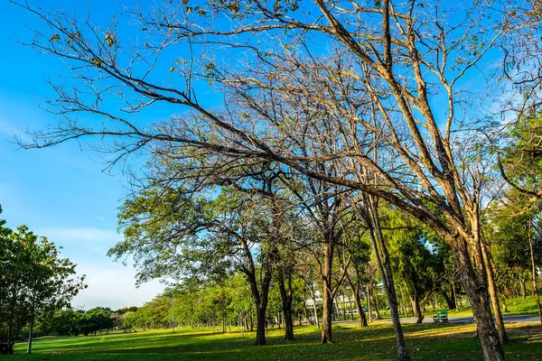 Natureza parque público com árvore e prado gramado verde — Fotografia de Stock