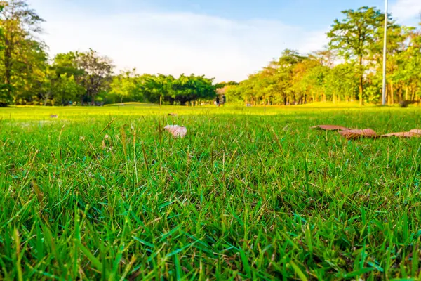 Luce del sole su parco verde e prato — Foto Stock