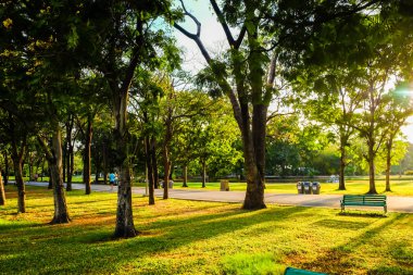 Park tezgah günbatımı sarı ışık demeti