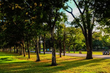 Park günbatımı ağaç üzerinde ışık gölge ile