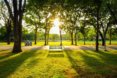 Park tezgah günbatımı sarı ışık demeti