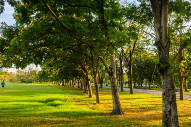 Park günbatımı ağaç üzerinde ışık gölge ile