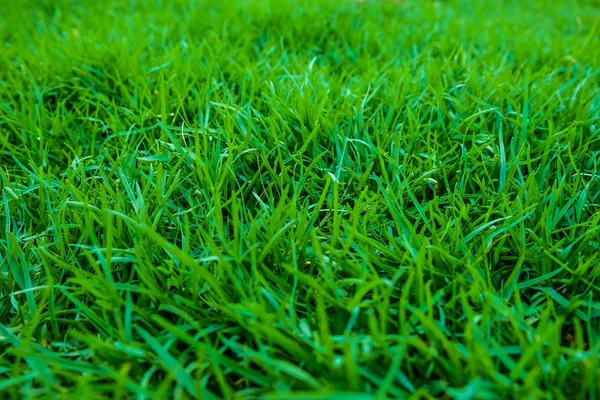 Čerstvé zelené trávě v zahradě — Stock fotografie