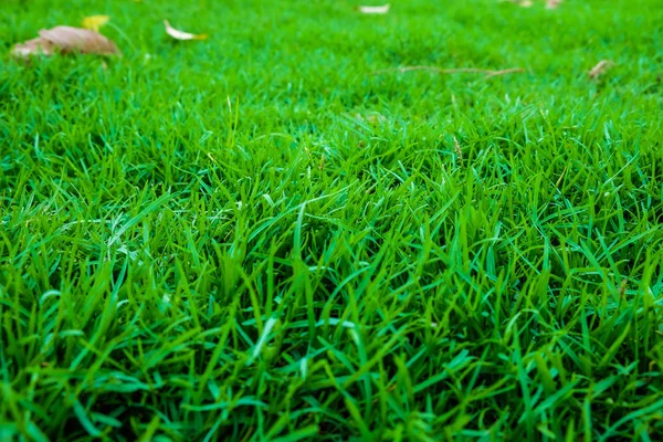 Frisches grünes Gras im Garten — Stockfoto