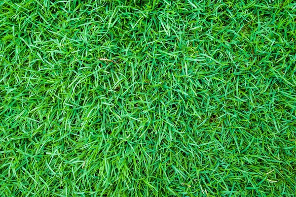 푸른 잔디의 맨 위 전경 — 스톡 사진
