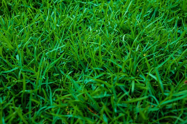 Verde erba sfondo vista dall'alto — Foto Stock