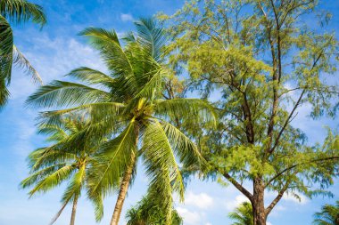 Hindistan cevizi hurma ağacı mavi gökyüzü