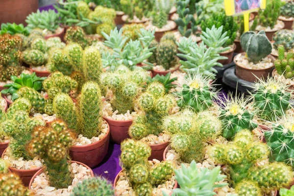 Group of cactus plant — Stock Photo, Image