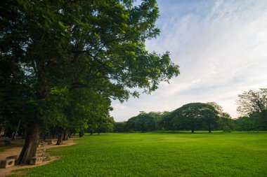 Yeşil çim çayır ile kamu parki ağacında