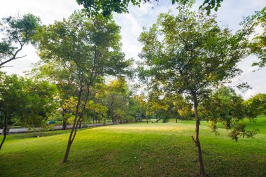 Merkez Parkı ağacında ile yeşil çayır