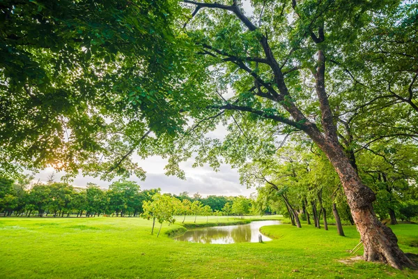 Träd Offentliga Park Med Grönt Gräs Äng Solnedgången Ljus — Stockfoto