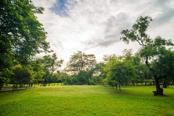 Дерево Общественном Парке Зеленой Травой Луг Закат Света — стоковое фото