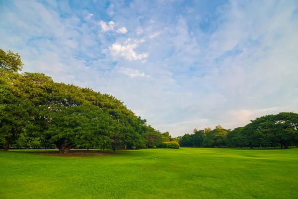 Park arka planda yeşil çayır çimen