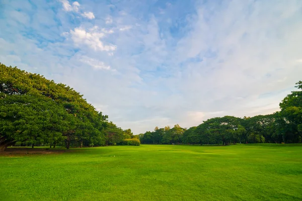 Pradera verde con árbol en el parque público central —  Fotos de Stock