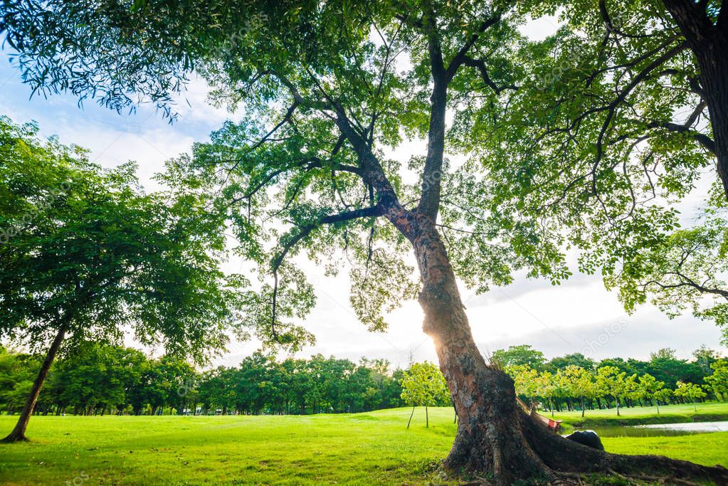 Tree in public park with green grass meadow sunset light