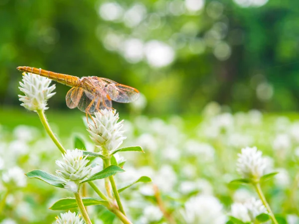 Золотая стрекоза на белом цветке в натуральном — стоковое фото