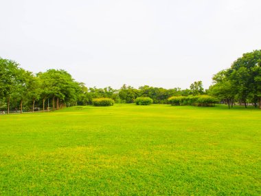 Central park güneşli gün ağaç yeşil çim ile