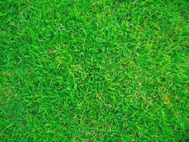 Çim doku yeşil doğa