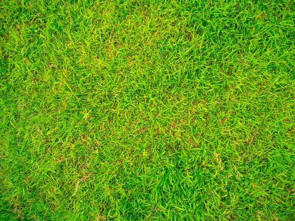 Tekstura Trawa Zielony Natura Zielona Scena Tło — Zdjęcie stockowe