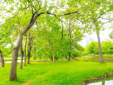 Central park güneşli gün ağaç yeşil çim ile