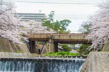 Güzel kiraz çiçeği waterside weir Nehri üzerinde